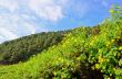 Scenic nature Doi Mae Uko mountain