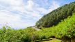 Scenic nature Doi Mae Uko mountain