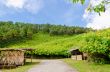 Scenic nature Doi Mae Uko mountain