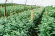 Inside greenhouse of Chrysanthemum flowers farms