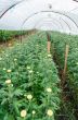 Inside greenhouse of Chrysanthemum flowers farms