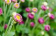 Flowers bud of Magenta chrysanthemum