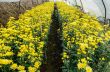 Inside greenhouse of yellow Chrysanthemum flowers farms