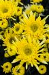 Close up yellow Chrysanthemum flowers
