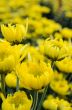 Close up yellow Chrysanthemum flowers in garden