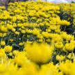 Close up yellow Chrysanthemum flowers in garden