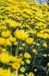 Close up yellow Chrysanthemum flowers in garden