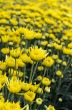 Close up yellow Chrysanthemum flowers in garden