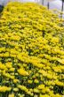 Inside greenhouse of yellow Chrysanthemum flowers farms