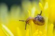 Close up Snail on yellow Chrysanthemum flowers