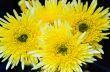 Close up yellow Chrysanthemum flowers