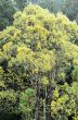 Large tree yellow leaves in the forest.