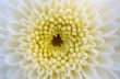 Close up white Chrysanthemum Morifolium flower