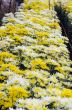 Chrysanthemum Morifolium flowers garden