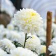 White Chrysanthemum Morifolium flowers in garden