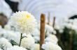 White Chrysanthemum Morifolium flowers in garden