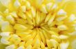 Close up middle of light yellow Chrysanthemum Morifolium flowers