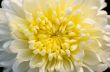 Close up middle of light yellow Chrysanthemum Morifolium flowers