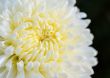 Close up white Chrysanthemum Morifolium flower