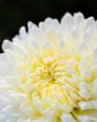 Close up white Chrysanthemum Morifolium flower