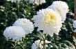 White Chrysanthemum Morifolium flowers in garden