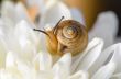 Snail on white flower