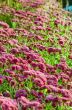 Magenta Chrysanthemum Morifolium flowers farms