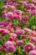 Magenta Chrysanthemum Morifolium flowers farms