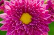 Close up fuchsia Chrysanthemum Morifolium flowers