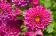 Close up fuchsia Chrysanthemum Morifolium flowers