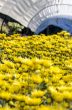 Inside greenhouse of yellow Chrysanthemum flowers farms