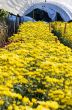 Inside greenhouse of yellow Chrysanthemum flowers farms