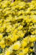 Yellow Chrysanthemum flowers garden