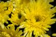 Close up yellow Chrysanthemum Morifolium flowers