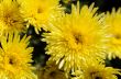 Close up yellow Chrysanthemum Morifolium flowers