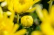 Close up buds yellow Chrysanthemum Morifolium flowers