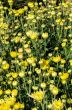 Buds of yellow Chrysanthemum Morifolium flowers in the garden