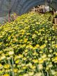 Buds of yellow Chrysanthemum Morifolium flowers in the garden