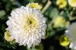 White Chrysanthemum Morifolium flowers in garden