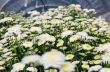 White Chrysanthemum Morifolium flowers garden