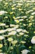 White Chrysanthemum Morifolium flowers garden
