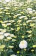 White Chrysanthemum Morifolium flowers garden