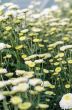 White Chrysanthemum Morifolium flowers garden