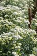 White Chrysanthemum Morifolium flowers farms