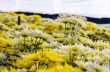 Chrysanthemum Morifolium flowers farm