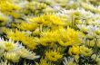 Chrysanthemum Morifolium flowers garden