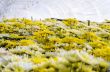 Chrysanthemum Morifolium flowers farm