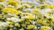 Chrysanthemum Morifolium flowers garden