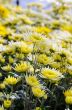 Chrysanthemum Morifolium flowers garden