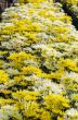 Chrysanthemum Morifolium flowers garden